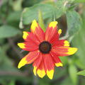 Rudbeckia triloba 'Prairie Glow'