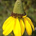 Rudbeckia maxima Hoher Sonnenhut, frisch aufgeblht