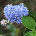 Kriechende Sckelblume, Kriechender Kalifornischer Flieder (Ceanothus thyrsiflorus repens)