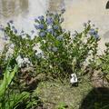 Sckelblume 'Victoria', Ceanothus impressus 'Victoria'