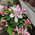 Sulenapfel Malini Gracilis, Malus domestica