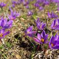 Safran anbauen Safrankrokus Blte Blumenzwiebel