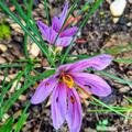 Safranbeet fr 1g Safran, Crocus sativus