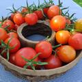 Salattomate, Freilandtomate Rondobella (298/1), Solanum lycopersicum Rondobella '298/1'