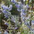 Salvia azurea var. grandiflora