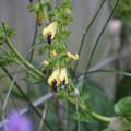 Salvia bulleyana