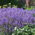 Salvia nemorosa 'Blauhgel'