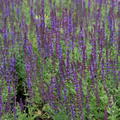 Salvia nemorosa 'Blauknigin'