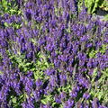 Salvia nemorosa 'Marcus' 