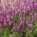 Salvia nemorosa 'Rose Queen'