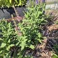 Salvia nemorosa 'Rose Queen', Salvia nemorosa 'Rose Queen'