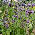 Salvia officinalis, Salbei, Heilkraut, Heilkruter, mediterrane Kruter, Wrzkraut, Gewrz-Salbei