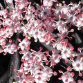 Sambucus nigra 'Black Beauty', Sambucus nigra 'Black Beauty'