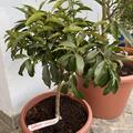 Samenlose Kumquat 'Nordmann Seedless', Fortunella margarita 'Nordmann Seedless'