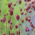 Sanguisorba officinalis 'Burgundy' 