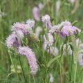 Sanguisorba hakusanensis 'Pink Brushes'