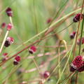 Sanguisorba officinalis 'Red Thunder' 