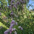 Sanguisorba hakusanensis 'Pink Brushes', Sanguisorba hakusanensis 