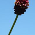 Sanguisorba officinalis