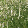 Sanguisorba tenuifolia 'Albiflora'