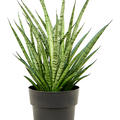 Sansevieria 'Comet Rocky Mountains', Tuff, im 19cm Topf, Hhe 60cm, Breite 40cm