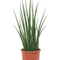 Sansevieria cylindrica 'Fernwood Mikado', Tuff, im 19cm Topf, Hhe 70cm, Breite 35cm
