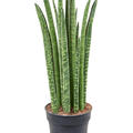 Sansevieria cylindrica 'Liv', Tuff, im 17cm Topf, Hhe 60cm, Breite 25cm