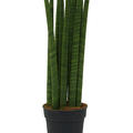 Sansevieria cylindrica 'Straight', Tuff, im 19cm Topf, Höhe 75cm, Breite 20cm
