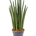 Sansevieria cylindrica 'Tower', Tuff, im 19cm Topf, Hhe 70cm, Breite 25cm