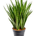 Sansevieria kirkii, Tuff, im 19cm Topf, Hhe 65cm, Breite 25cm