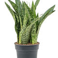 Sansevieria masoniana 'Dragon', Tuff, im 30cm Topf, Hhe 90cm, Breite 50cm