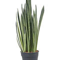 Sansevieria trifasciata 'Bantel', Tuff, im 17cm Topf, Hhe 55cm, Breite 25cm