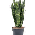 Sansevieria trifasciata 'Black Coral', Tuff, im 19cm Topf, Hhe 65cm, Breite 25cm