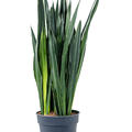 Sansevieria trifasciata 'Black Tiger', Tuff, im 34cm Topf, Hhe 130cm, Breite 50cm