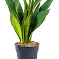 Sansevieria trifasciata 'Jade', Tuff, im 21cm Topf, Hhe 70cm, Breite 35cm