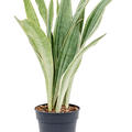 Sansevieria trifasciata 'Metallica', Tuff, im 17cm Topf, Hhe 60cm, Breite 35cm