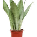 Sansevieria trifasciata 'Moonshine', Tuff, im 17cm Topf, Hhe 60cm, Breite 20cm