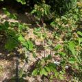 Saskatoon Beere Lowberry 'Saskadwarf', Amelanchier alnifolia 'Saskadwarf'