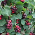 Saskatoon Beere 'Martin' (Amelanchier alnifolia 'Martin')
