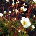 Saxifraga x arendsii 'Adebar'