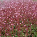 Saxifraga x urbium 'Clarence Elliott' (veg)