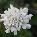 Scabiosa columbaria 'Flutter Pure White' (S)