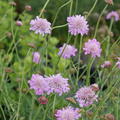 Scabiosa columbaria Pink Mist, Scabiosen, Geissblattgewchs