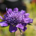 Scabiosa caucasica 'Perfecta'