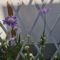 Scabiosa caucasica 'Perfecta', Scabiosa caucasica 'Perfecta'