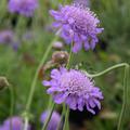 Scabiosa columbaria Butterfly Blue