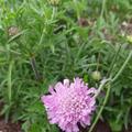 Scabiosa columbaria 'Pink Mist', Scabiosa columbaria 'Pink Mist'