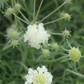 Scabiosa ochroleuca 'Moon Dance'