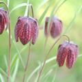 Schachbrettblume (mix), Fritillaria meleagris mix