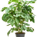 Schefflera actinophylla 'Amate', Tuff, im 28cm Topf, Hhe 110cm, Breite 70cm